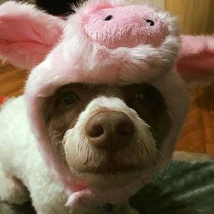 Meet your Posher, Yolanda